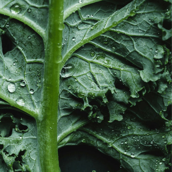 phytonutrients