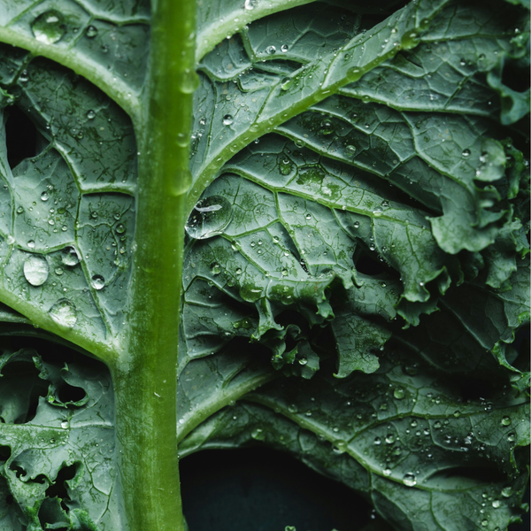 phytonutrients